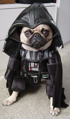 DarthPug.jpg